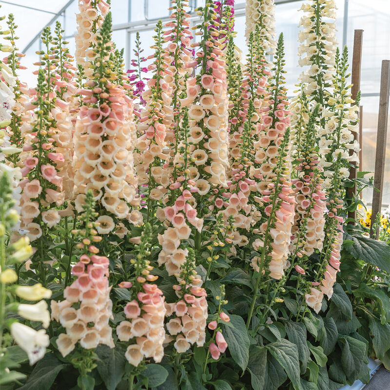 4333  Digitalis purpurea Dalmatian Peach  I  Svenskt namn  :Fingerborgsblomma  I  Krukstorlek   : 11c  I  Förväntad Höjd  :  50 cm  I  Blomningstid :  juli-aug - 2