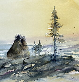Old Tjikko - 60x60cm