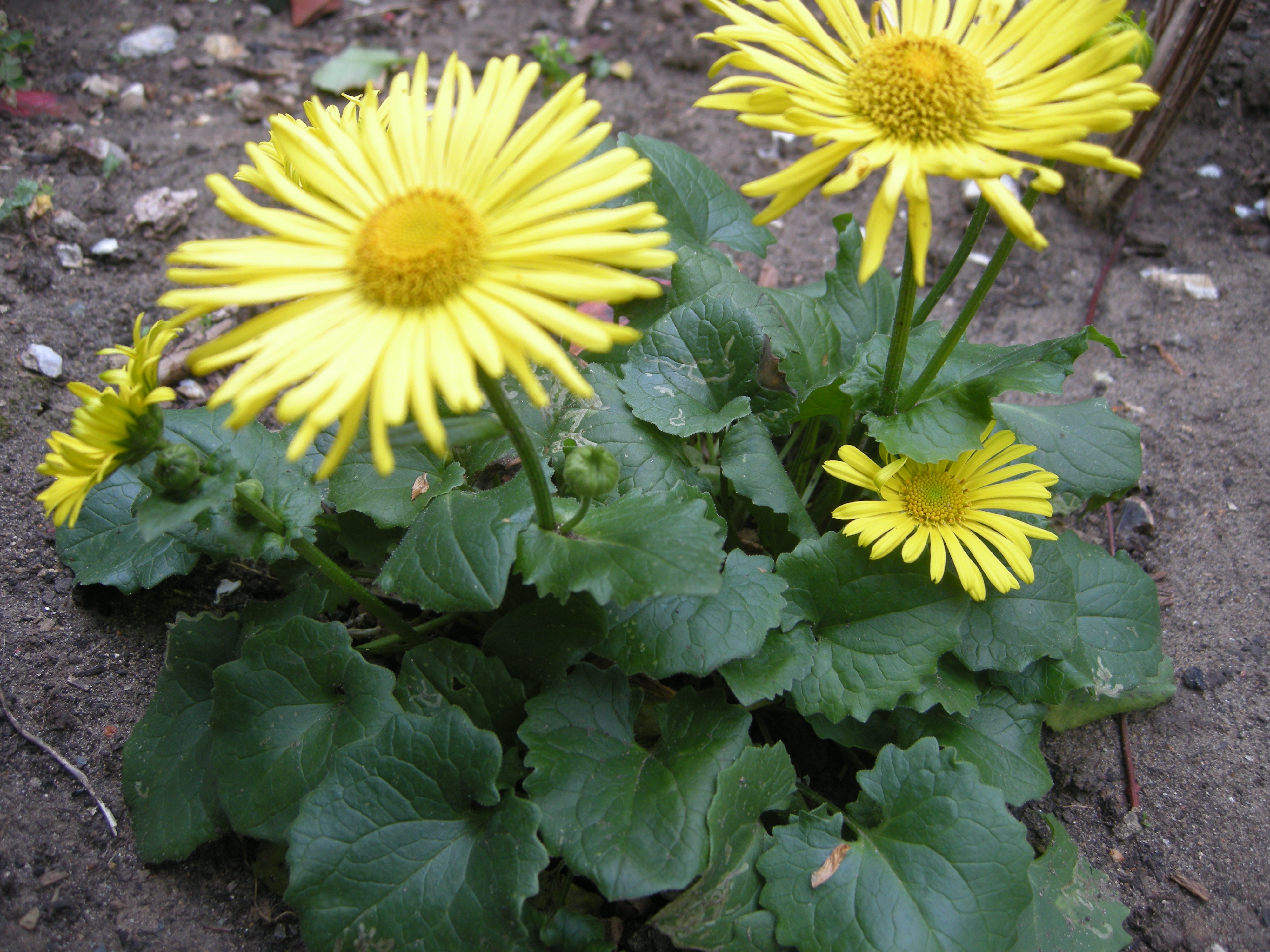 4368  Doronicum orientale  Little Leo  I  Svenskt namn  :Vårkrage  I  Krukstorlek   : 11c  I  Förväntad Höjd  :  35 cm  I  Blomningstid :  maj-juni - 3