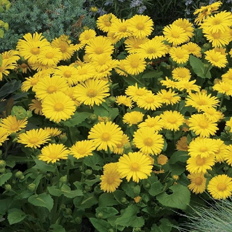 4368  Doronicum orientale  Little Leo  I  Svenskt namn  :Vårkrage  I  Krukstorlek   : 11c  I  Förväntad Höjd  :  35 cm  I  Blomningstid :  maj-juni