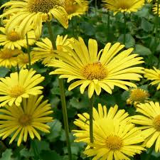4368  Doronicum orientale  Little Leo  I  Svenskt namn  :Vårkrage  I  Krukstorlek   : 11c  I  Förväntad Höjd  :  35 cm  I  Blomningstid :  maj-juni - 2