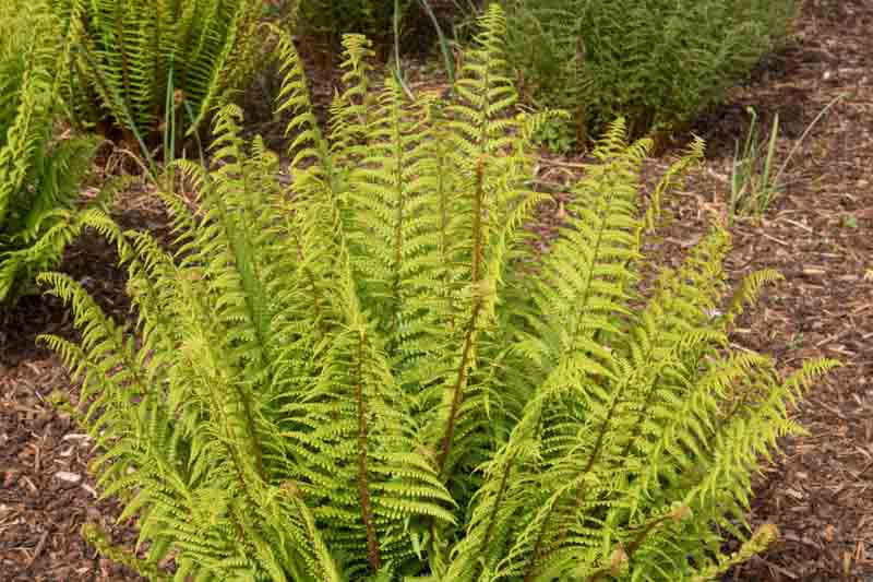 9379  Dryopteris affinis  I  Svenskt namn  :Raggträjon  I  Krukstorlek   : 11c  I  Förväntad Höjd  :  50 cm  I  Blomningstid :  ..... - 2