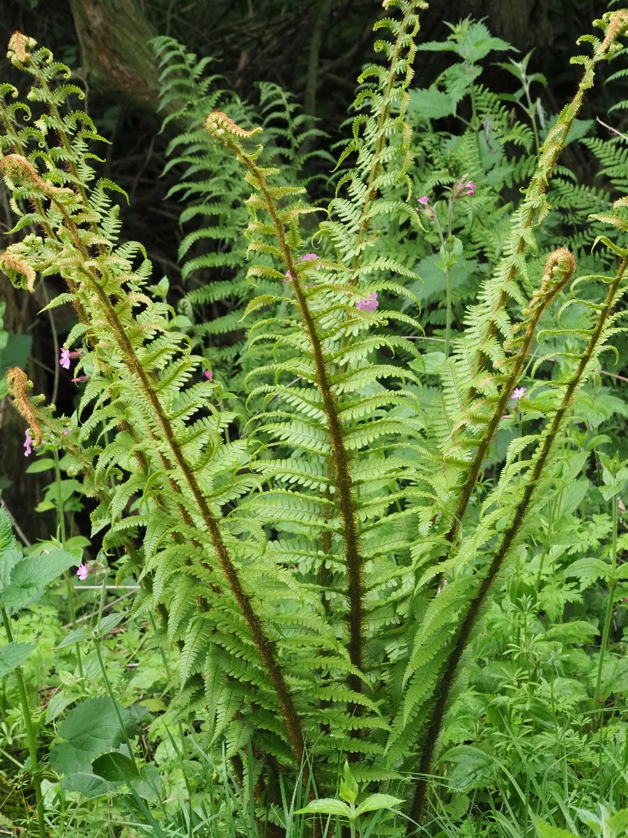 9379  Dryopteris affinis  I  Svenskt namn  :Raggträjon  I  Krukstorlek   : 11c  I  Förväntad Höjd  :  50 cm  I  Blomningstid :  ..... - 3