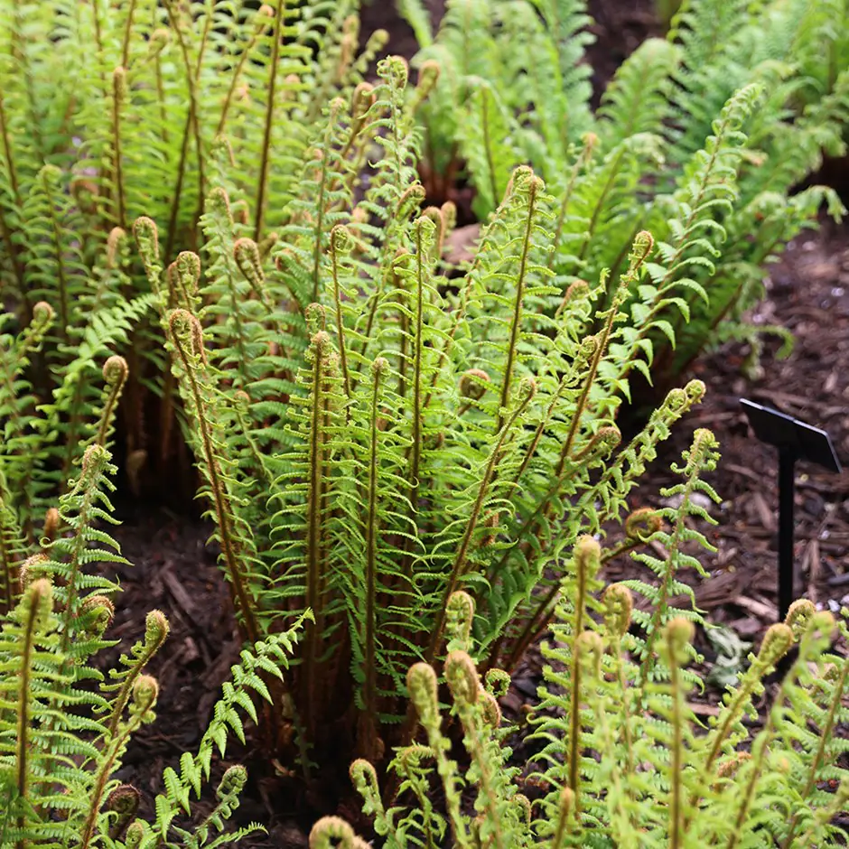 9379  Dryopteris affinis  I  Svenskt namn  :Raggträjon  I  Krukstorlek   : 11c  I  Förväntad Höjd  :  50 cm  I  Blomningstid :  .....