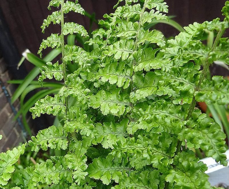 9381  Dryopteris affinis Angustata Crispata  I  Svenskt namn  :Raggträjon  I  Krukstorlek   : 11c  I  Förväntad Höjd  :  80 cm  I  Blomningstid :  ..... - 2