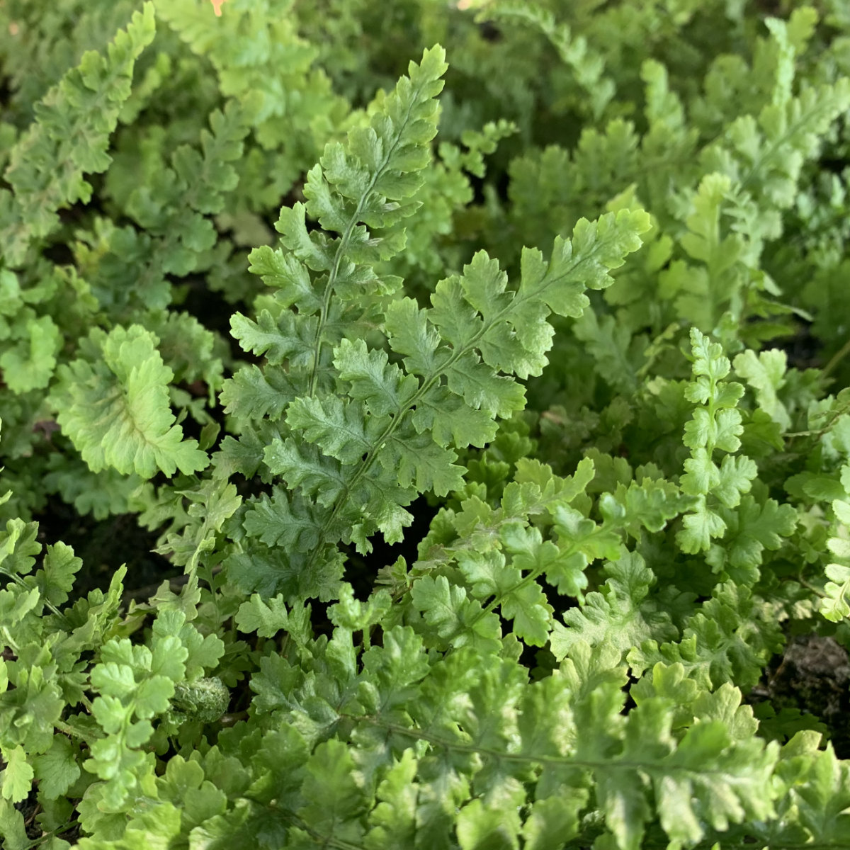 9381  Dryopteris affinis Angustata Crispata  I  Svenskt namn  :Raggträjon  I  Krukstorlek   : 11c  I  Förväntad Höjd  :  80 cm  I  Blomningstid :  .....