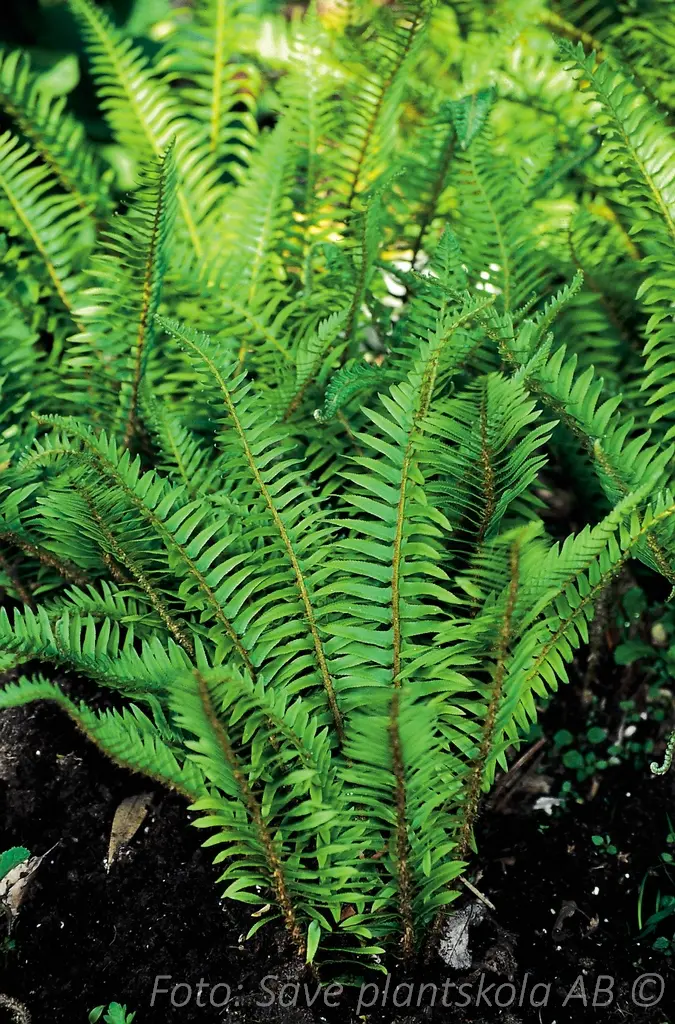 9381  Dryopteris affinis Angustata Crispata  I  Svenskt namn  :Raggträjon  I  Krukstorlek   : 11c  I  Förväntad Höjd  :  80 cm  I  Blomningstid :  ..... - 3