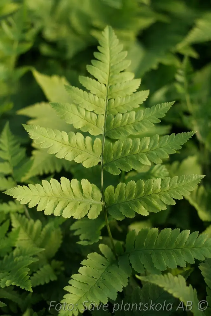 9375  Dryopteris cycadina  Årets perenn 2026  I  Svenskt namn  :Lurvbräken  I  Krukstorlek   : 11c  I  Förväntad Höjd  :  70 cm  I  Blomningstid :  ..... - 2