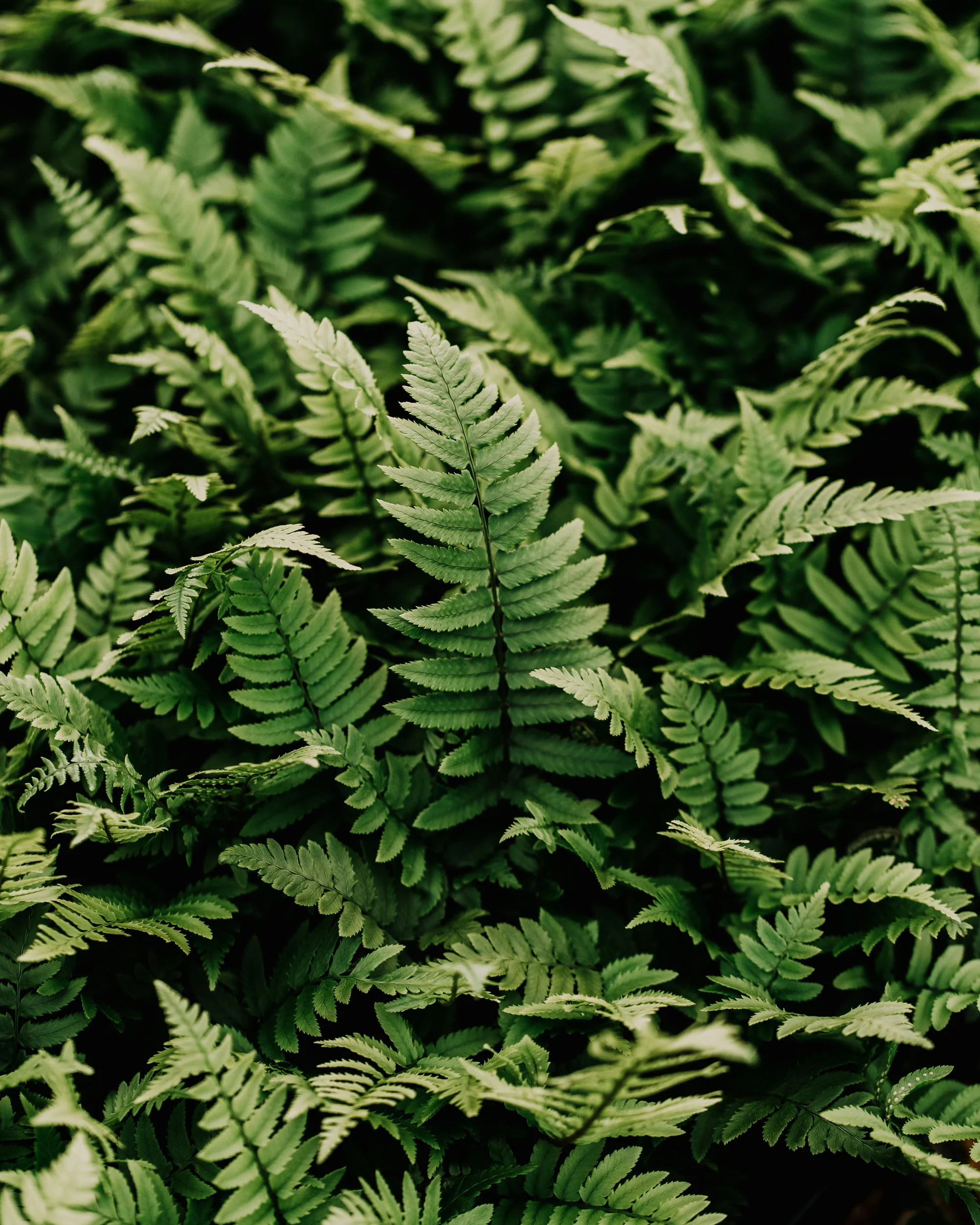 9375  Dryopteris cycadina  Årets perenn 2026  I  Svenskt namn  :Lurvbräken  I  Krukstorlek   : 11c  I  Förväntad Höjd  :  70 cm  I  Blomningstid :  ..... - 4