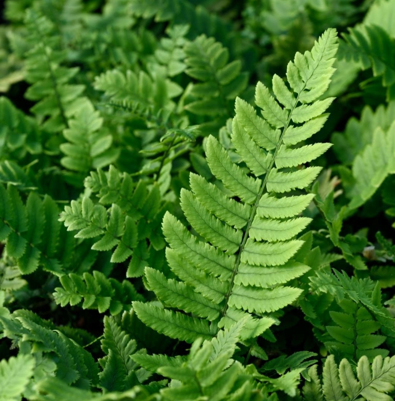 9375  Dryopteris cycadina  Årets perenn 2026  I  Svenskt namn  :Lurvbräken  I  Krukstorlek   : 11c  I  Förväntad Höjd  :  70 cm  I  Blomningstid :  .....