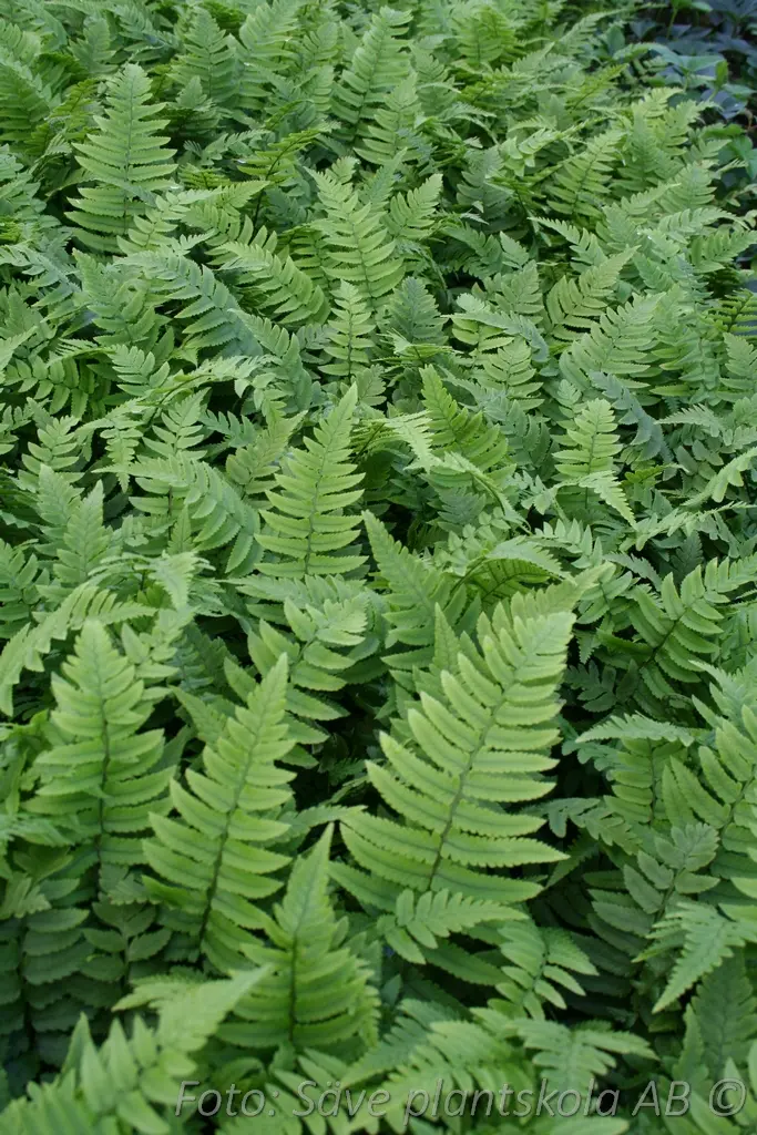 9375  Dryopteris cycadina  Årets perenn 2026  I  Svenskt namn  :Lurvbräken  I  Krukstorlek   : 11c  I  Förväntad Höjd  :  70 cm  I  Blomningstid :  ..... - 3