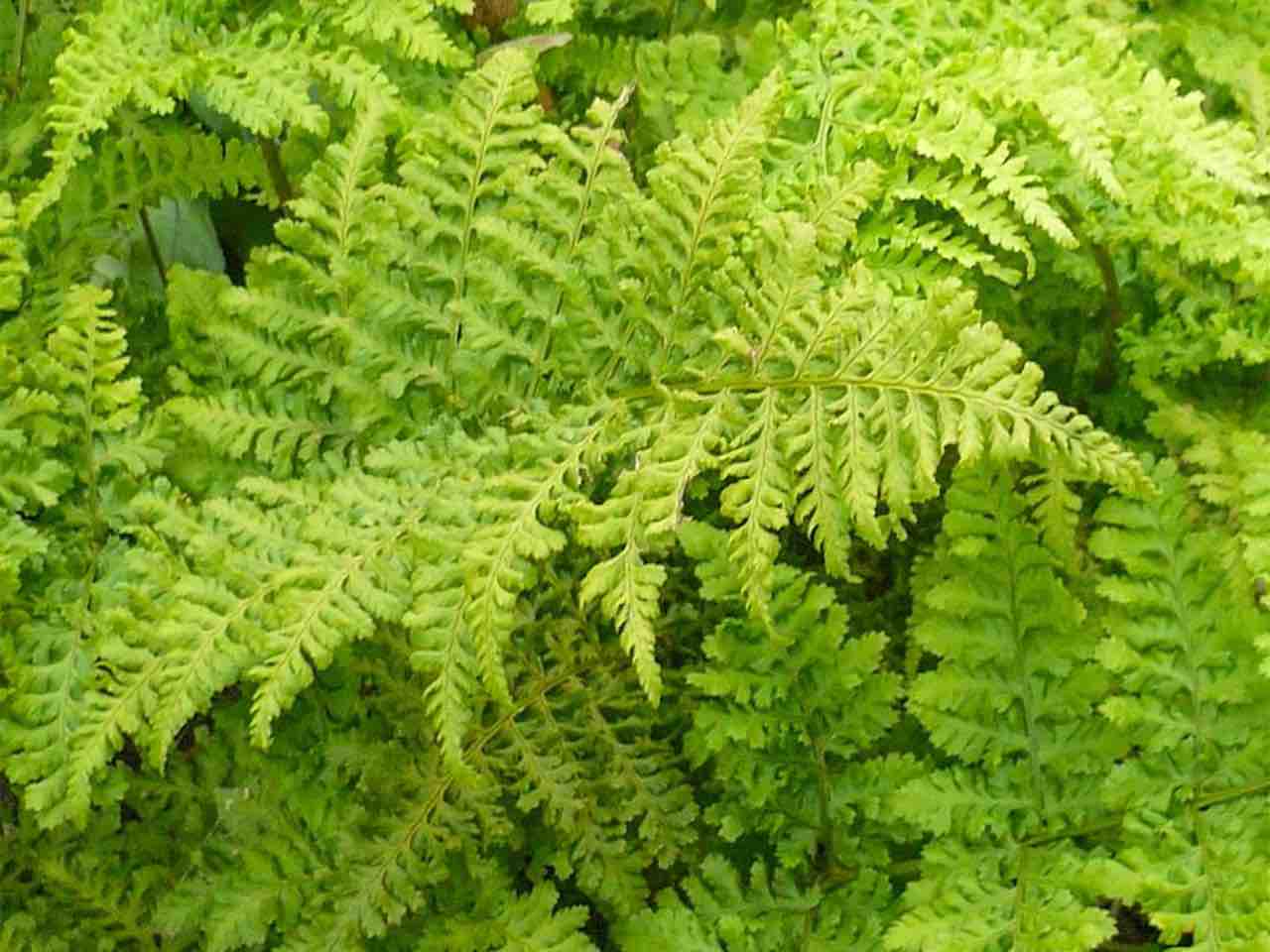 9377  Dryopteris dilatata  I  Svenskt namn  :Lundbräken  I  Krukstorlek   : 11c  I  Förväntad Höjd  :  70 cm  I  Blomningstid :  ..... - 3