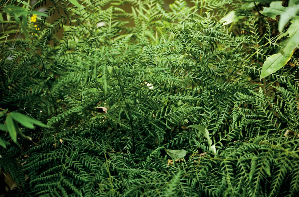 9377  Dryopteris dilatata  I  Svenskt namn  :Lundbräken  I  Krukstorlek   : 11c  I  Förväntad Höjd  :  70 cm  I  Blomningstid :  ..... - 2