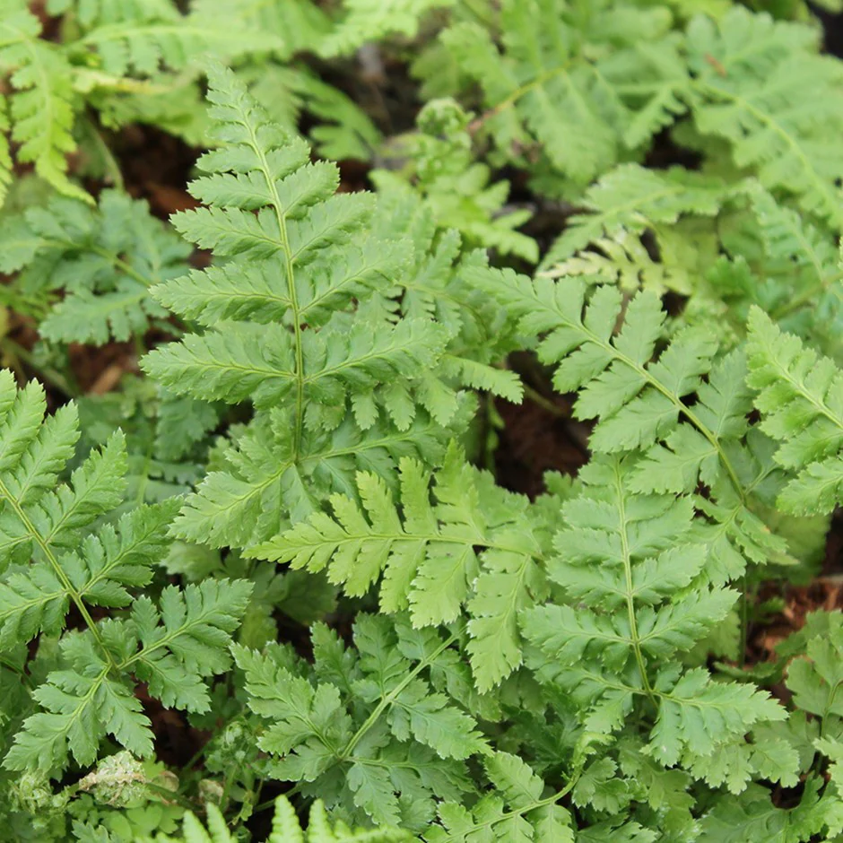 9377  Dryopteris dilatata  I  Svenskt namn  :Lundbräken  I  Krukstorlek   : 11c  I  Förväntad Höjd  :  70 cm  I  Blomningstid :  .....