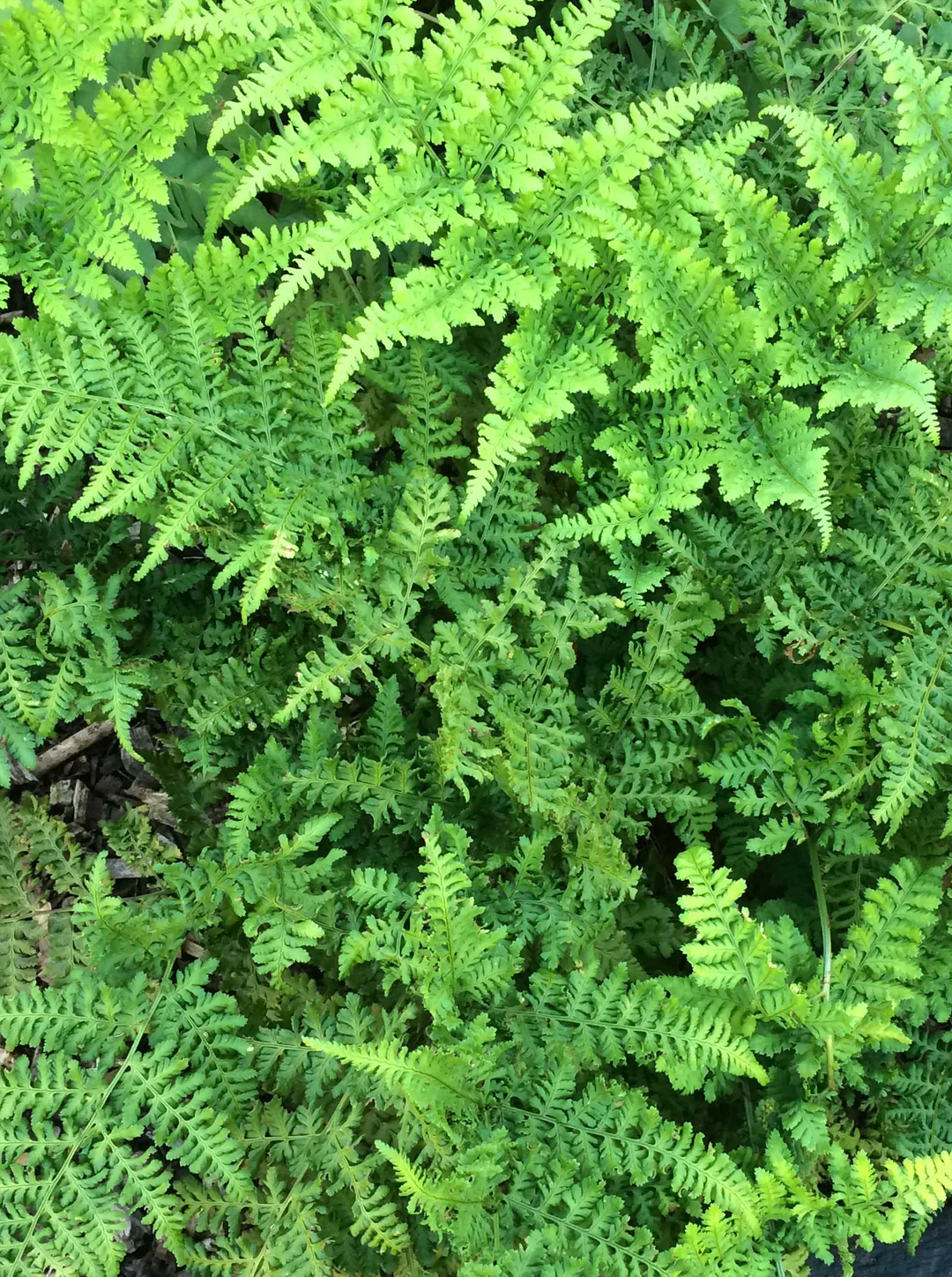 9377  Dryopteris dilatata  I  Svenskt namn  :Lundbräken  I  Krukstorlek   : 11c  I  Förväntad Höjd  :  70 cm  I  Blomningstid :  ..... - 4