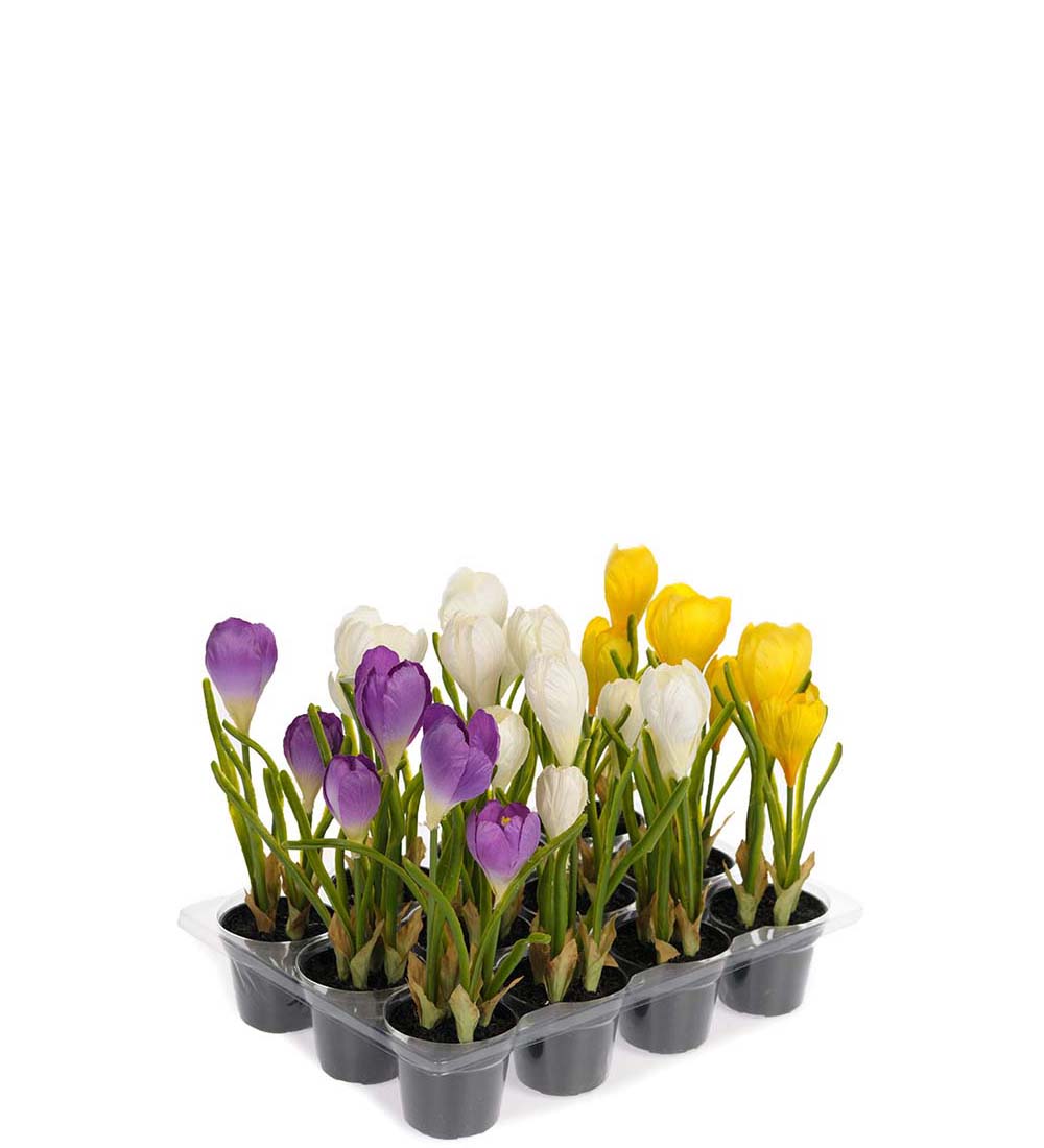 Crocus i kruka - Gul - 20 cm - 2