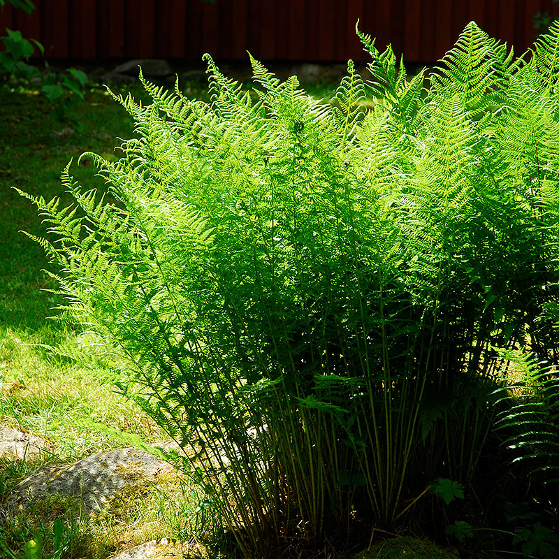 9380  Dryopteris filix-mas  I  Svenskt namn  :Träjon  I  Krukstorlek   : 11c  I  Förväntad Höjd  :  80 cm  I  Blomningstid :  .....