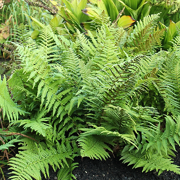 9380  Dryopteris filix-mas  I  Svenskt namn  :Träjon  I  Krukstorlek   : 11c  I  Förväntad Höjd  :  80 cm  I  Blomningstid :  ..... - 2