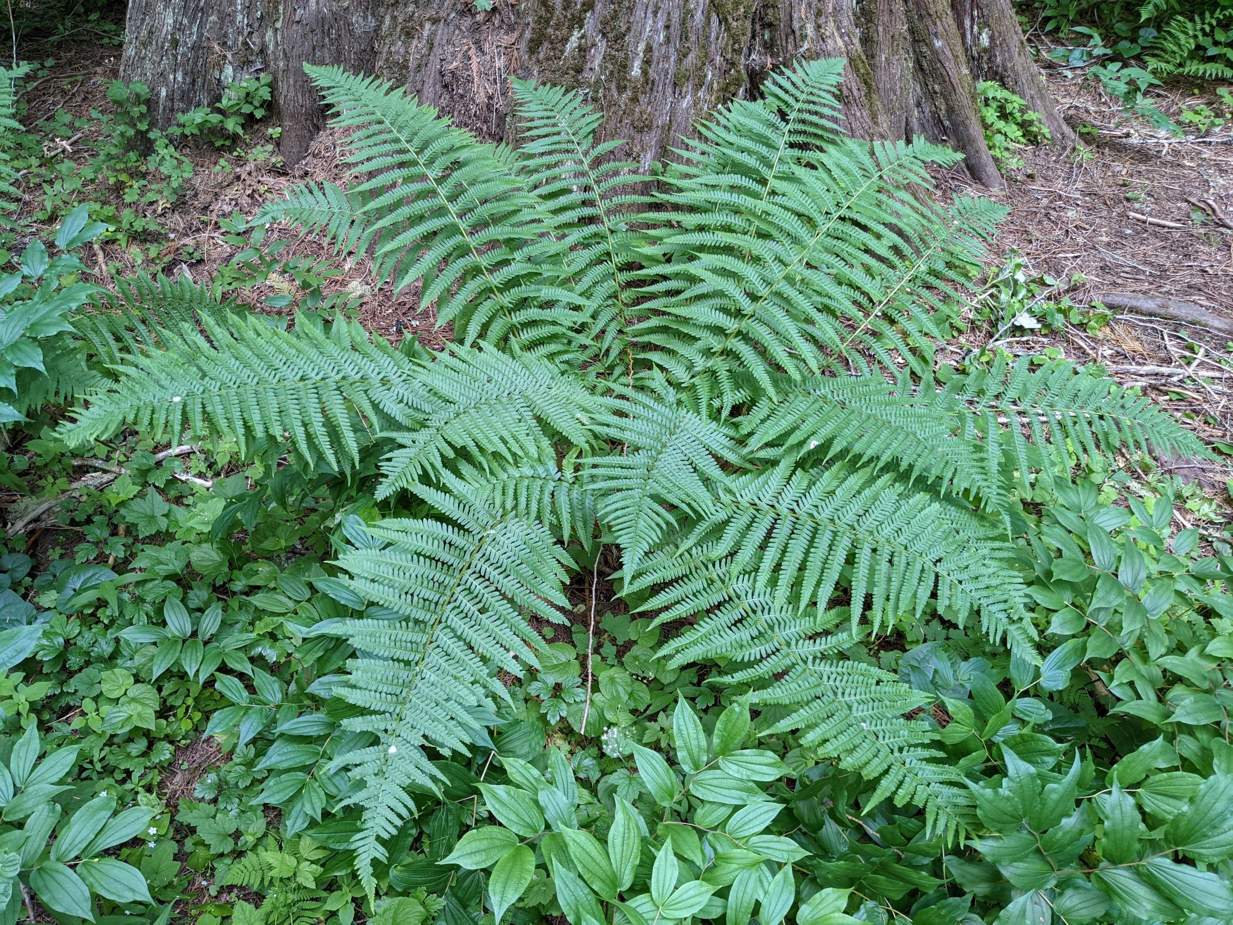 9380  Dryopteris filix-mas  I  Svenskt namn  :Träjon  I  Krukstorlek   : 11c  I  Förväntad Höjd  :  80 cm  I  Blomningstid :  ..... - 3