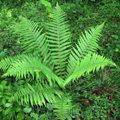 9380  Dryopteris filix-mas  I  Svenskt namn  :Träjon  I  Krukstorlek   : 11c  I  Förväntad Höjd  :  80 cm  I  Blomningstid :  ..... - 4