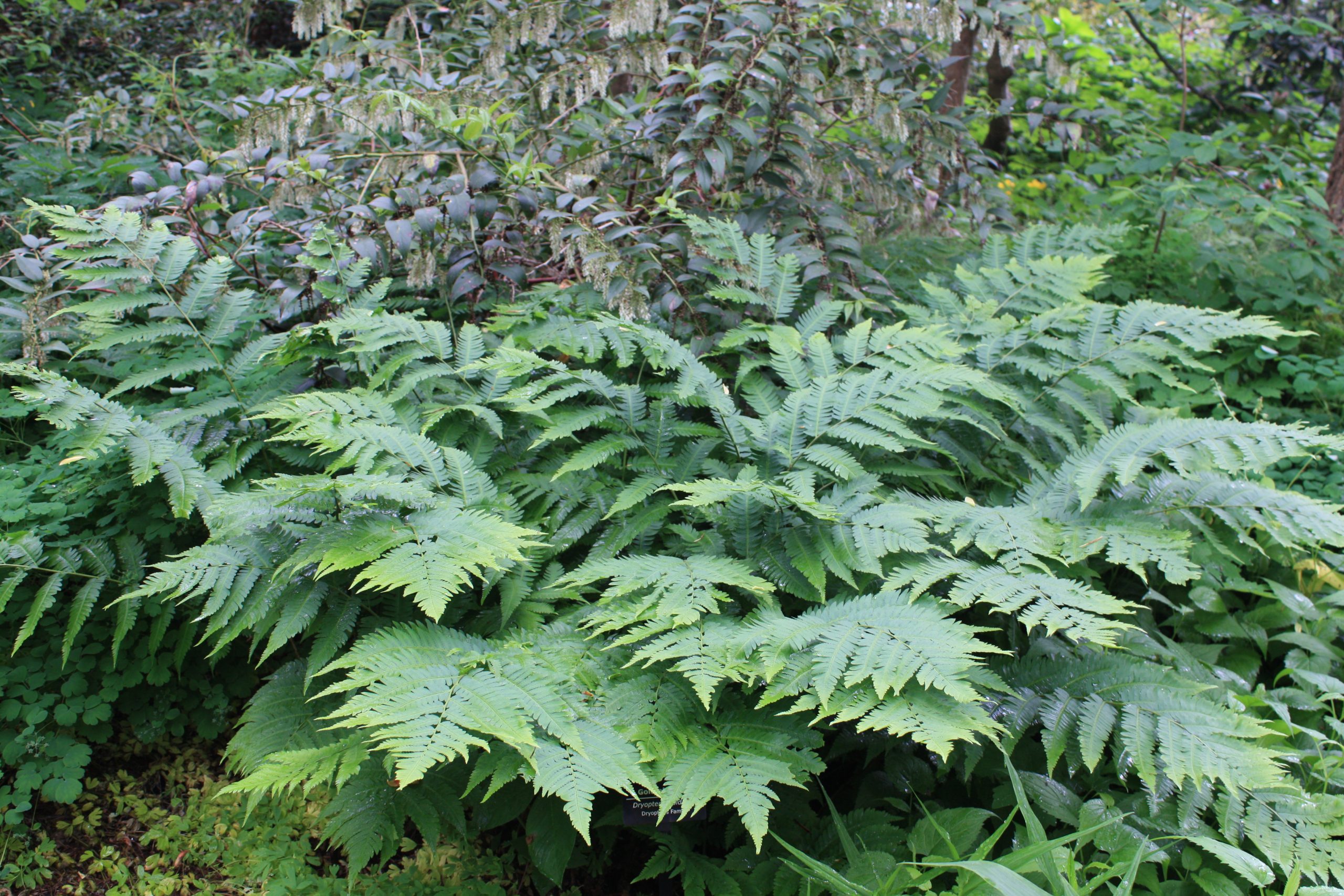 9384  Dryopteris goldieana  I  Svenskt namn  :Amerikanskt träjon  I  Krukstorlek   : 11c  I  Förväntad Höjd  :  100 cm  I  Blomningstid :  ..... - 2