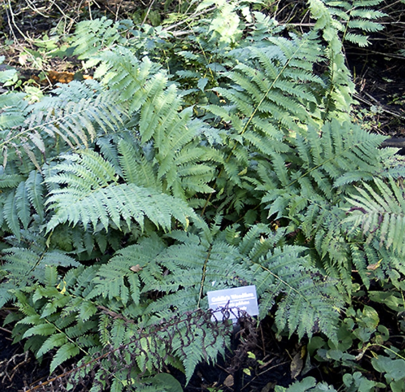 9384  Dryopteris goldieana  I  Svenskt namn  :Amerikanskt träjon  I  Krukstorlek   : 11c  I  Förväntad Höjd  :  100 cm  I  Blomningstid :  .....