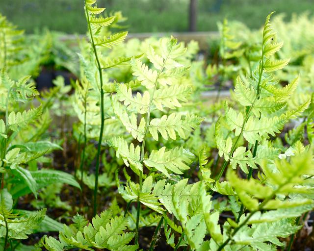 9384  Dryopteris goldieana  I  Svenskt namn  :Amerikanskt träjon  I  Krukstorlek   : 11c  I  Förväntad Höjd  :  100 cm  I  Blomningstid :  ..... - 3