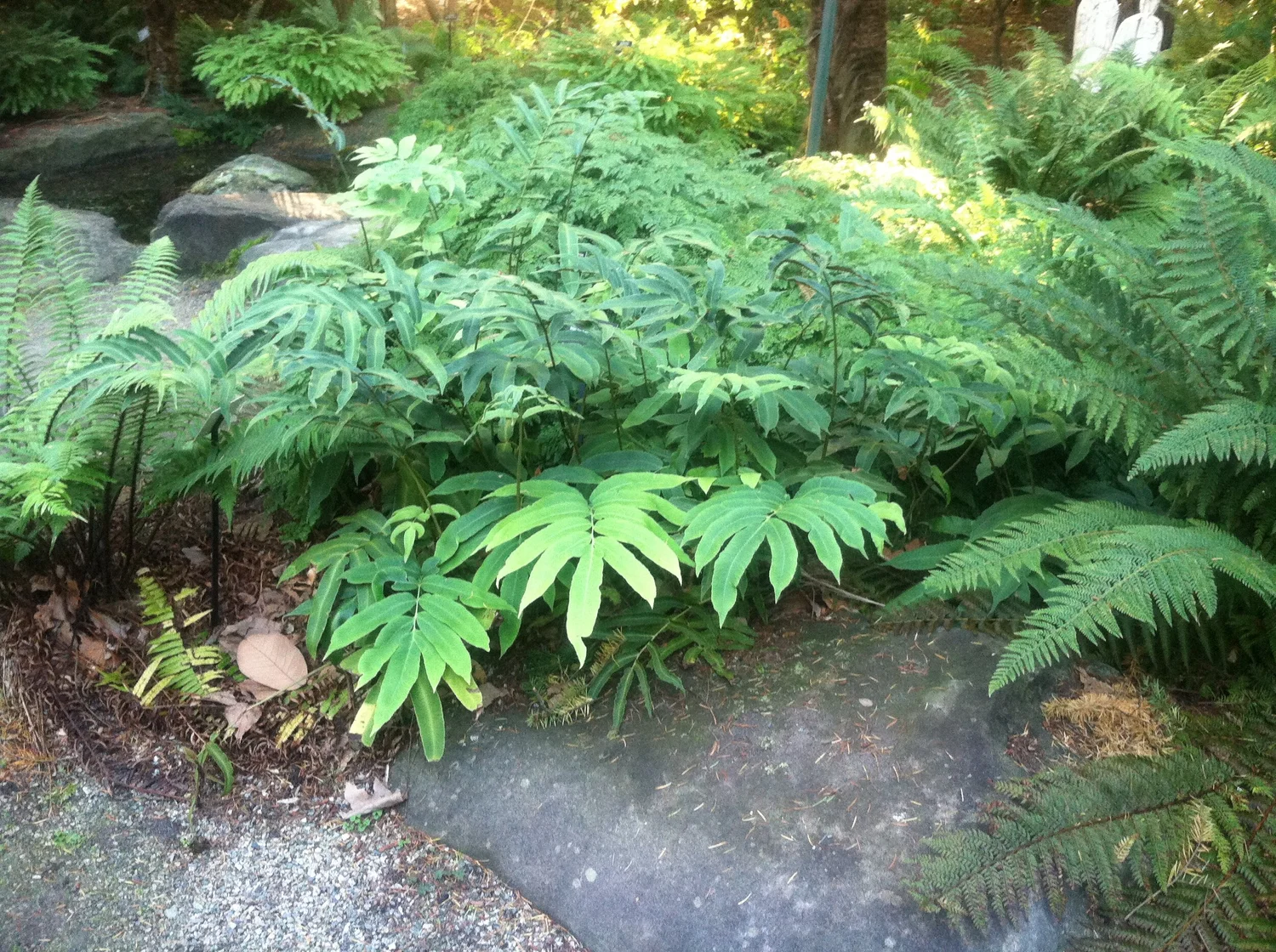 9386  Dryopteris sieboldii  I  Svenskt namn  :Halmbräken  I  Krukstorlek   : 11c  I  Förväntad Höjd  :  30 cm  I  Blomningstid :  ..... - 2