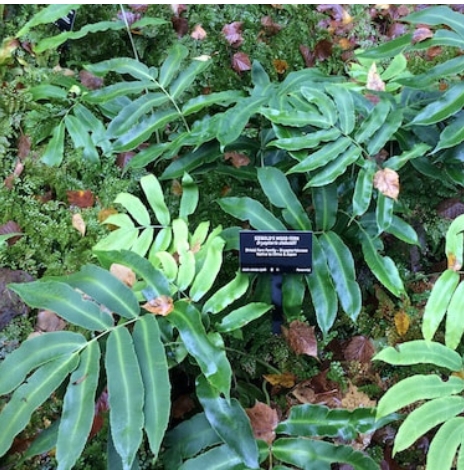 9386  Dryopteris sieboldii  I  Svenskt namn  :Halmbräken  I  Krukstorlek   : 11c  I  Förväntad Höjd  :  30 cm  I  Blomningstid :  ..... - 3