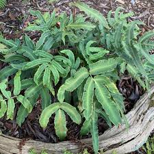 9386  Dryopteris sieboldii  I  Svenskt namn  :Halmbräken  I  Krukstorlek   : 11c  I  Förväntad Höjd  :  30 cm  I  Blomningstid :  .....