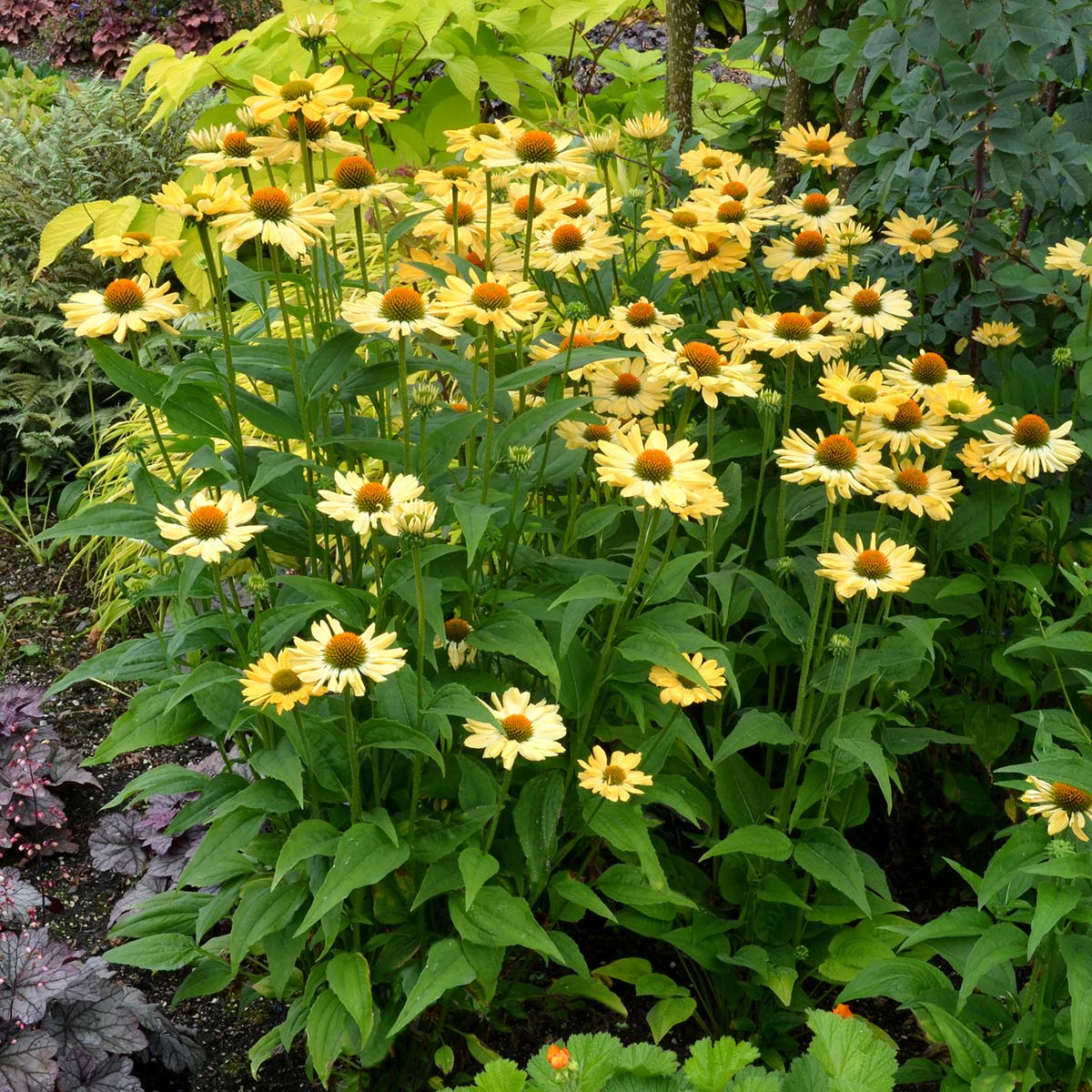 4408  Echinacea  Aloha (PBR)  I  Svenskt namn  :Solhatt  I  Krukstorlek   : SQ1  I  Förväntad Höjd  :  50 cm  I  Blomningstid :  juli-sept