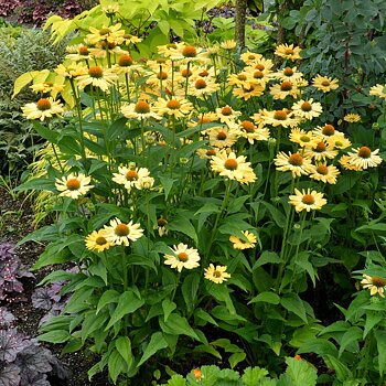 4408  Echinacea  Aloha (PBR)  I  Svenskt namn  :Solhatt  I  Krukstorlek   : SQ1  I  Förväntad Höjd  :  50 cm  I  Blomningstid :  juli-sept