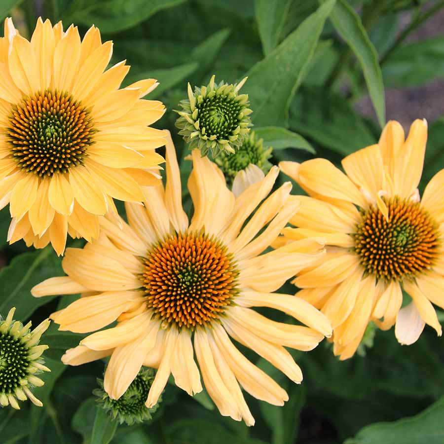4408  Echinacea  Aloha (PBR)  I  Svenskt namn  :Solhatt  I  Krukstorlek   : SQ1  I  Förväntad Höjd  :  50 cm  I  Blomningstid :  juli-sept - 3