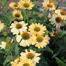 4408  Echinacea  Aloha (PBR)  I  Svenskt namn  :Solhatt  I  Krukstorlek   : SQ1  I  Förväntad Höjd  :  50 cm  I  Blomningstid :  juli-sept - 2