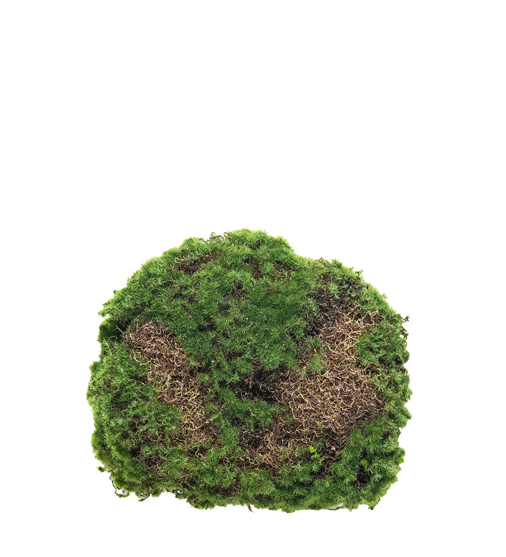 Cushion moss - Moss - Moss cushion - Green/Brown - 2