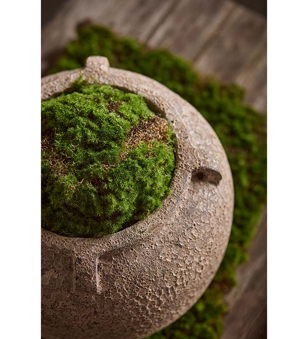 Cushion moss - Moss - Moss cushion - Green/Brown