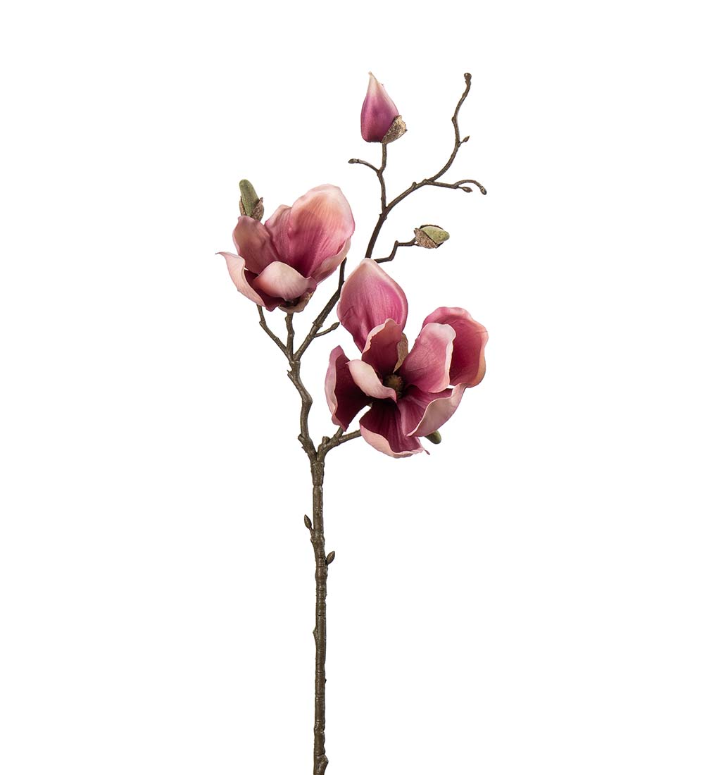 Magnolia Kvist Lila 45 cm