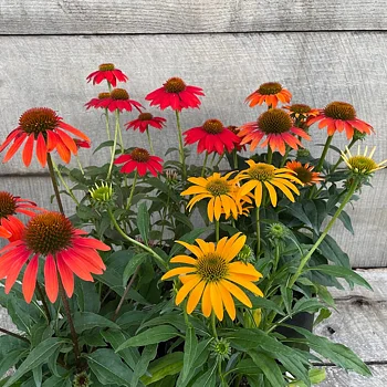 4486  Echinacea  Cheyenne Spirit  I  Svenskt namn  :Solhatt  I  Krukstorlek   : SQ1  I  Förväntad Höjd  :  70 cm  I  Blomningstid :  juli-sept