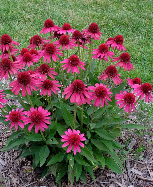4523  Echinacea  Delicious Candy (PBR)  I  Svenskt namn  :Solhatt  I  Krukstorlek   : SQ1  I  Förväntad Höjd  :  60 cm  I  Blomningstid :  juli-sept - 2