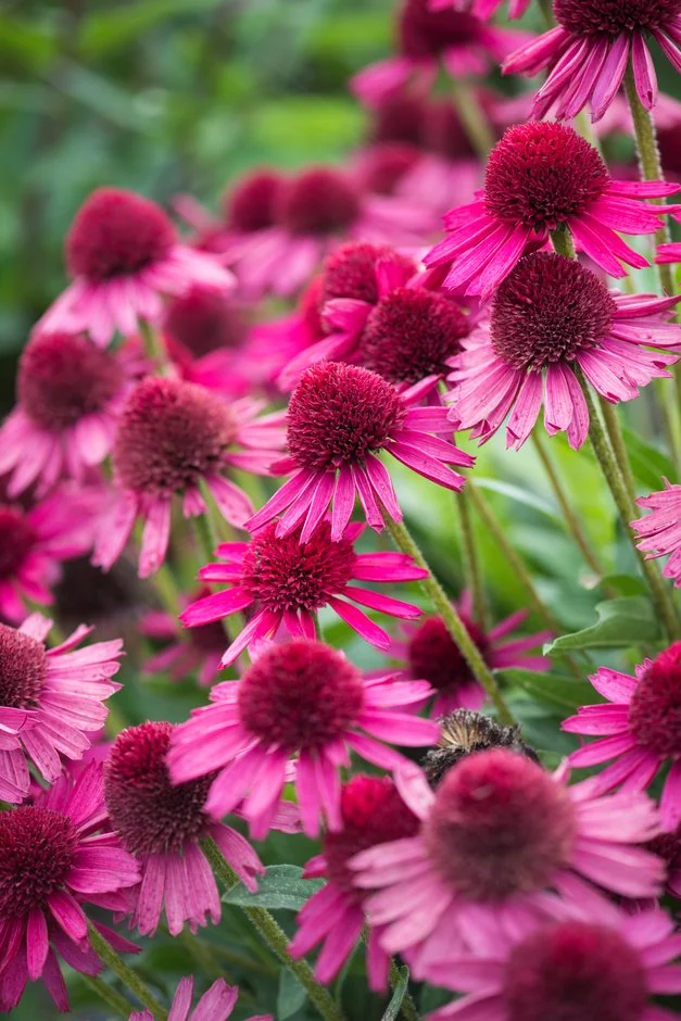 4523  Echinacea  Delicious Candy (PBR)  I  Svenskt namn  :Solhatt  I  Krukstorlek   : SQ1  I  Förväntad Höjd  :  60 cm  I  Blomningstid :  juli-sept - 3