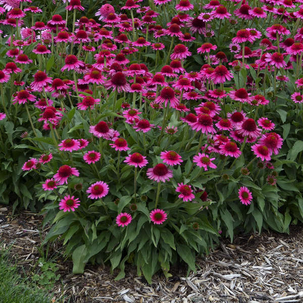 4523  Echinacea  Delicious Candy (PBR)  I  Svenskt namn  :Solhatt  I  Krukstorlek   : SQ1  I  Förväntad Höjd  :  60 cm  I  Blomningstid :  juli-sept