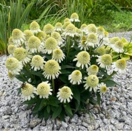 4524  Echinacea  Delicious Nougat (PBR)  I  Svenskt namn  :Solhatt  I  Krukstorlek   : SQ1  I  Förväntad Höjd  :  40 cm  I  Blomningstid :  juli-sept