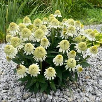 4524  Echinacea  Delicious Nougat (PBR)  I  Svenskt namn  :Solhatt  I  Krukstorlek   : SQ1  I  Förväntad Höjd  :  40 cm  I  Blomningstid :  juli-sept