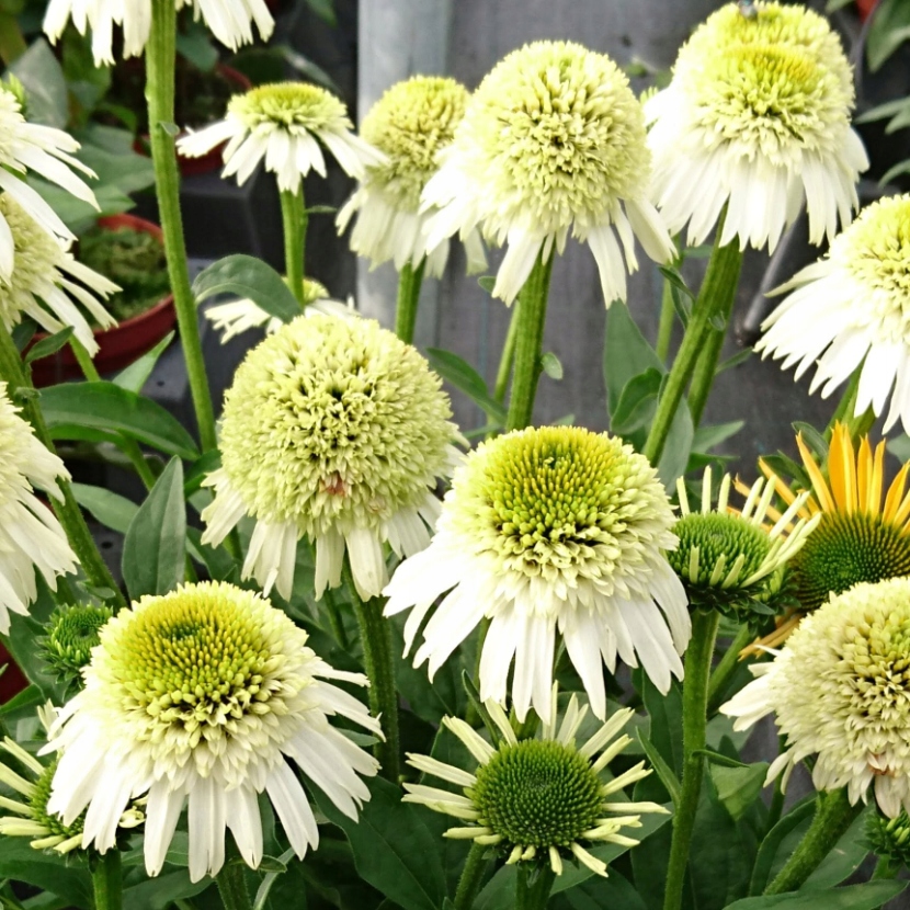 4524  Echinacea  Delicious Nougat (PBR)  I  Svenskt namn  :Solhatt  I  Krukstorlek   : SQ1  I  Förväntad Höjd  :  40 cm  I  Blomningstid :  juli-sept - 3