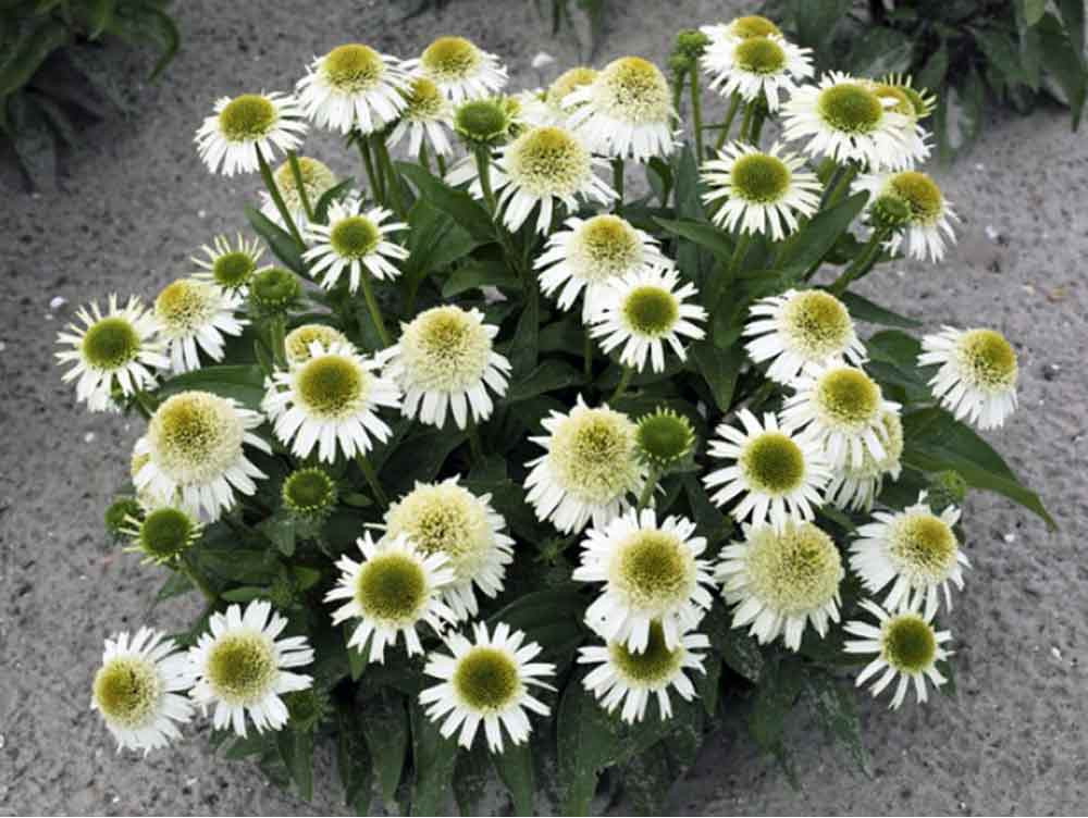 4524  Echinacea  Delicious Nougat (PBR)  I  Svenskt namn  :Solhatt  I  Krukstorlek   : SQ1  I  Förväntad Höjd  :  40 cm  I  Blomningstid :  juli-sept - 2