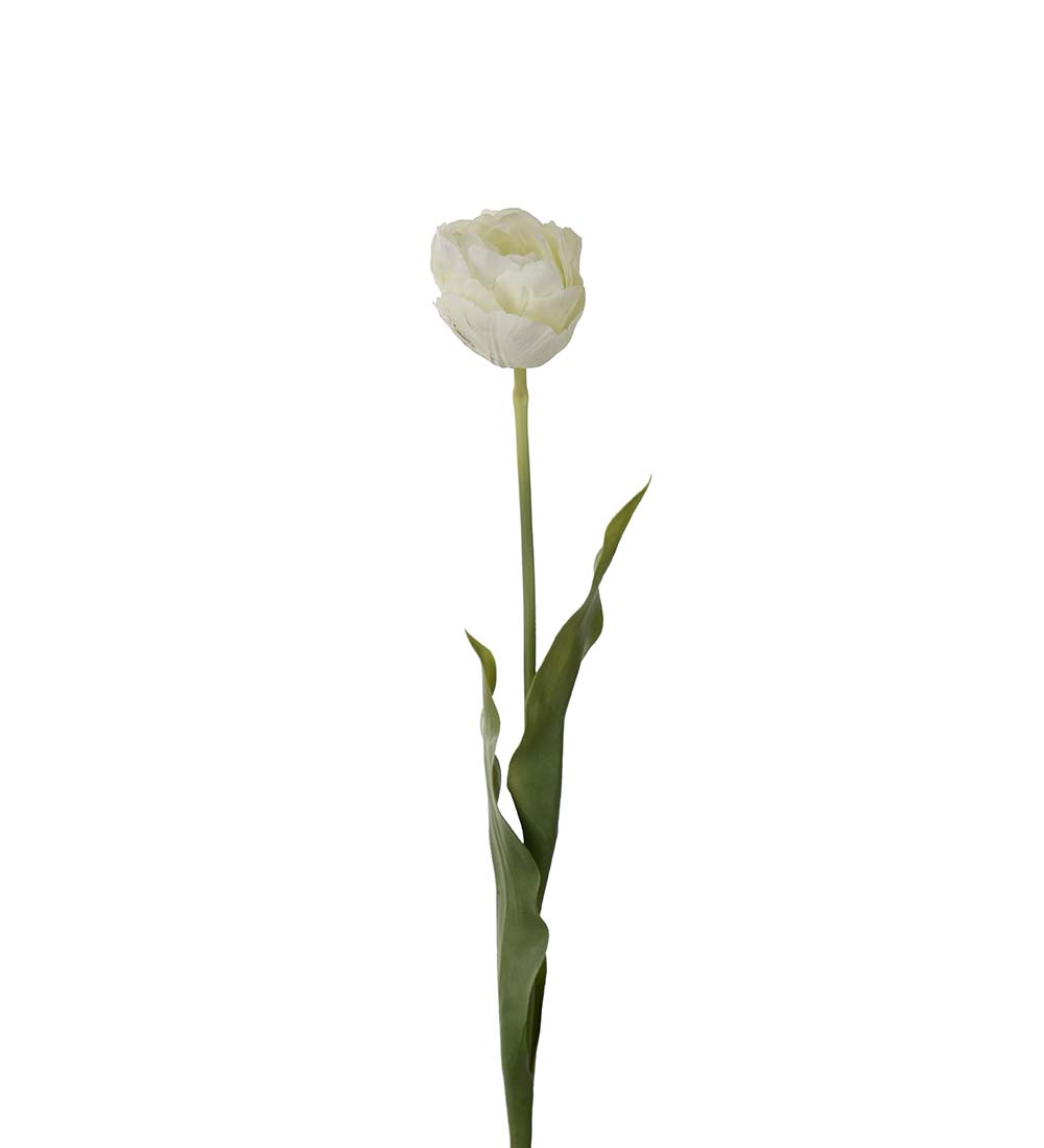 Tulpan - Cream - 67 cm - 2