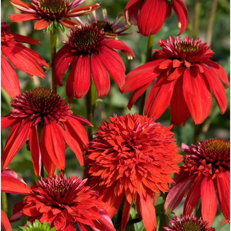 4506  Echinacea  Eccentric (PBR)  I  Svenskt namn  :Solhatt  I  Krukstorlek   : SQ1  I  Förväntad Höjd  :  50 cm  I  Blomningstid :  juli-sept - 2