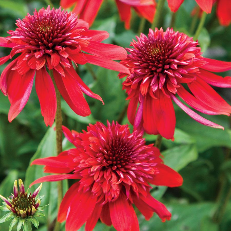 4506  Echinacea  Eccentric (PBR)  I  Svenskt namn  :Solhatt  I  Krukstorlek   : SQ1  I  Förväntad Höjd  :  50 cm  I  Blomningstid :  juli-sept - 3