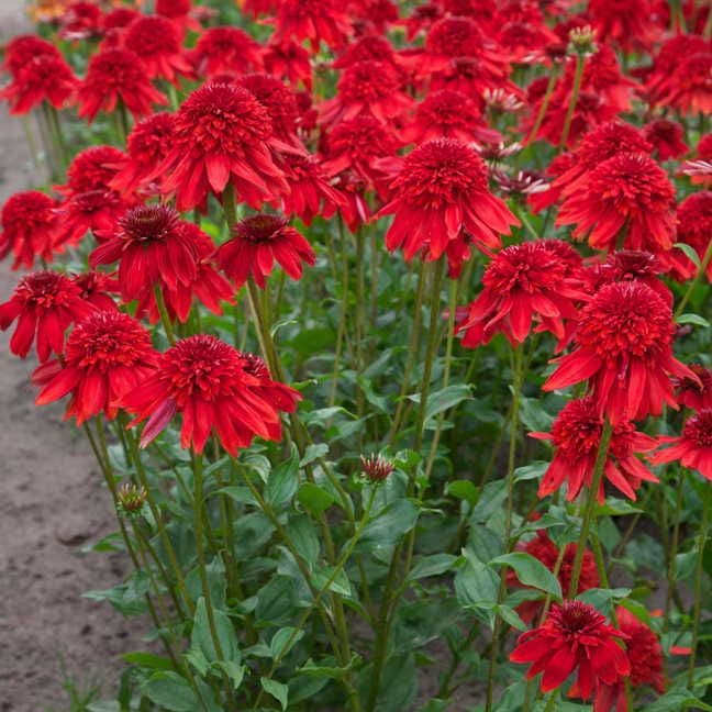 4506  Echinacea  Eccentric (PBR)  I  Svenskt namn  :Solhatt  I  Krukstorlek   : SQ1  I  Förväntad Höjd  :  50 cm  I  Blomningstid :  juli-sept