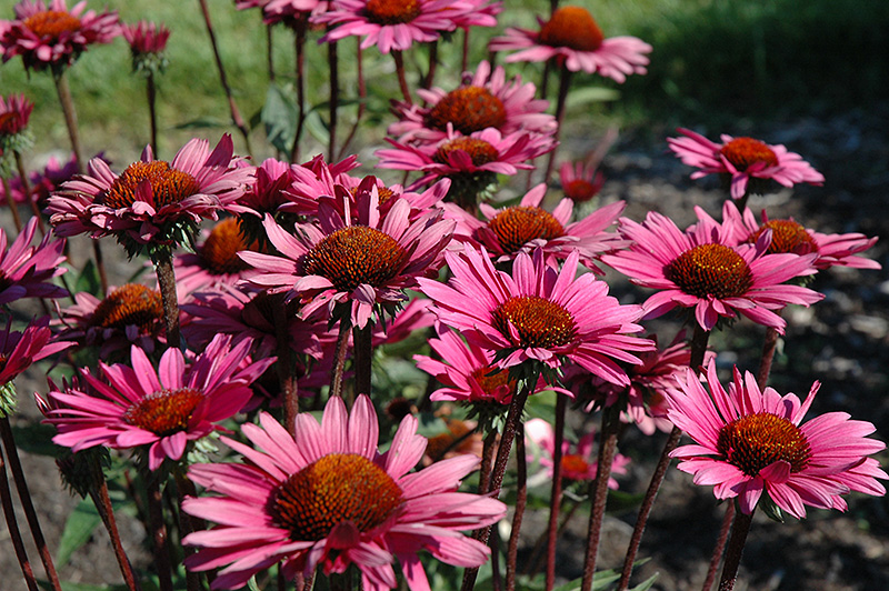 4507  Echinacea  Fatal Attraction (PBR)  I  Svenskt namn  :Solhatt  I  Krukstorlek   : SQ1  I  Förväntad Höjd  :  60 cm  I  Blomningstid :  juli-aug - 2